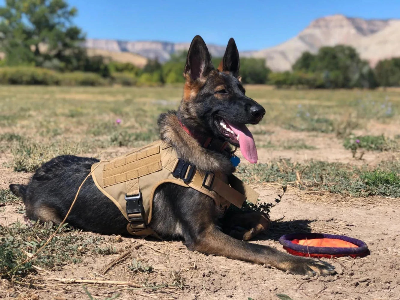 Adjustable Nylon Tactical Dog Harness And Collar Combo For All Sizes